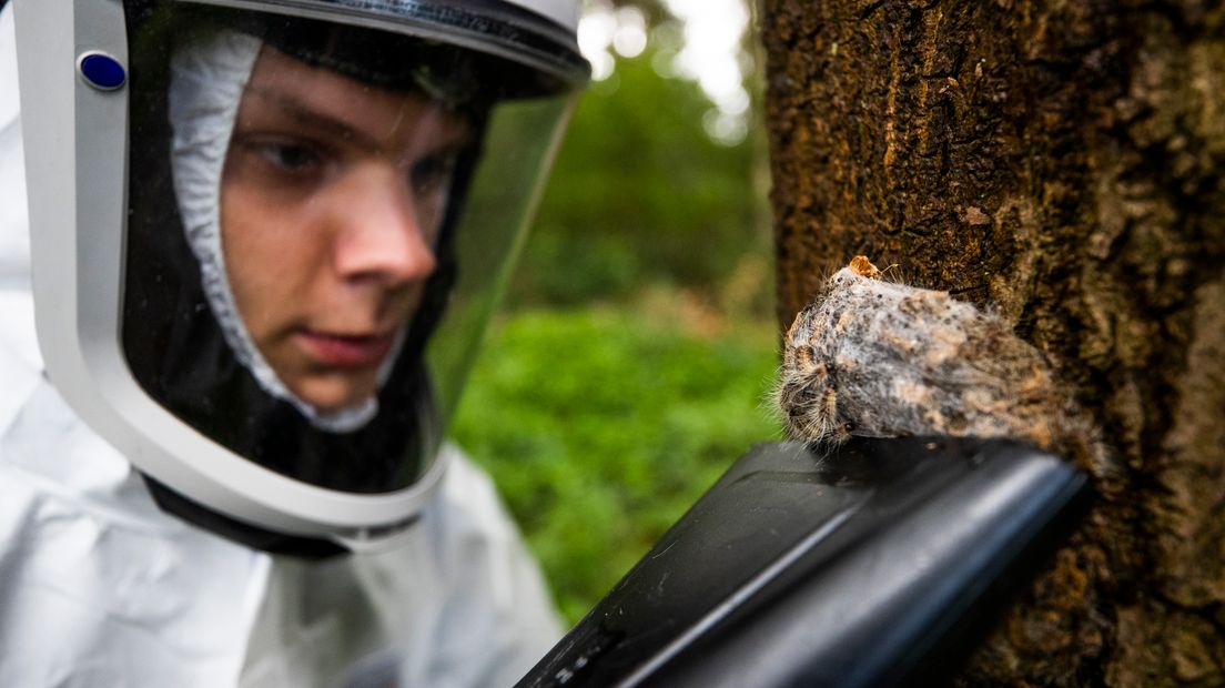 Krijgen we dit jaar weer net zoveel last van de jeukrups als in 2019?