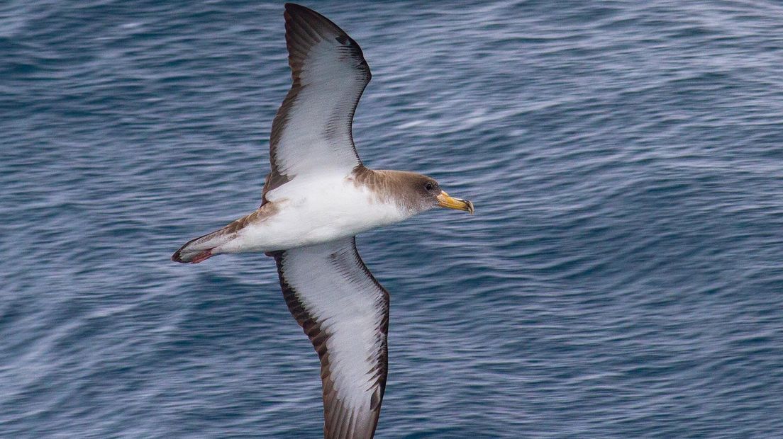 Kuhls pijlstormvogel in het Middellandse zeegebied, archieffoto