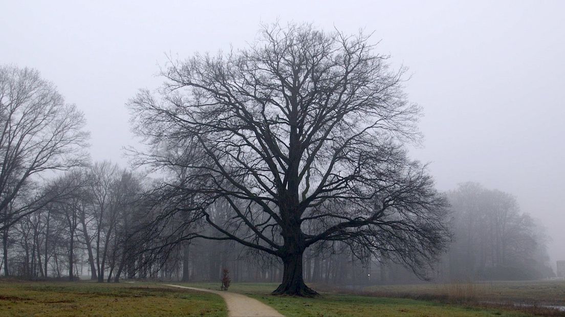 De rode beuk in betere tijden