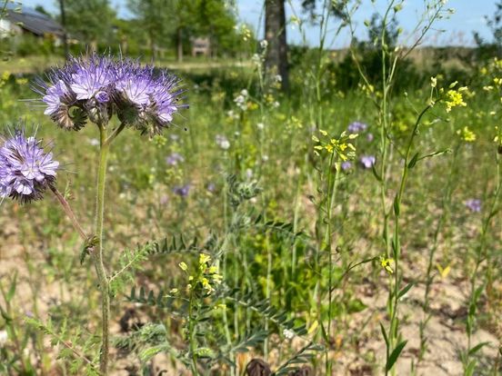 Steeds meer boeren in Overijssel stappen over op kruidenrijk grasland