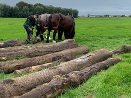 Keukenhof tovert zieke bomen om tot kwaliteitshout dankzij eeuwenoude techniek