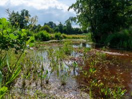 Raad van State zet streep door natuurplan Drostendiep na bezwaar veehouder