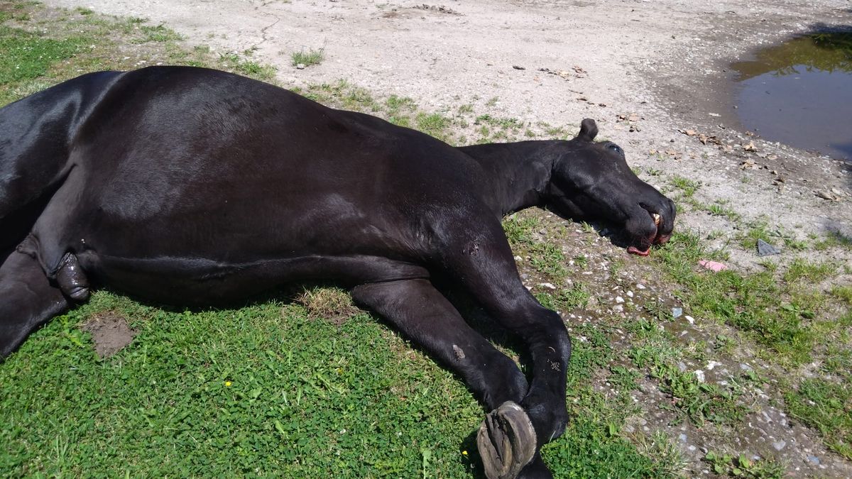 Laag overvliegende Defensie-helikopter fataal voor hengst: 'Wat als er een ruiter op zat?'