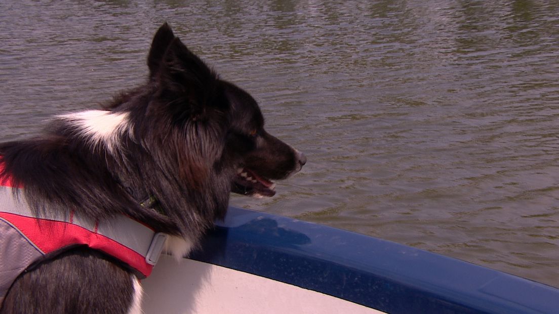 Bordercollie Viper steekt zijn neus overboord en kan zo menselijke geuren vinden