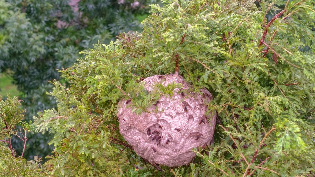 Opnieuw nest met Aziatische hoornaars in Zeeland