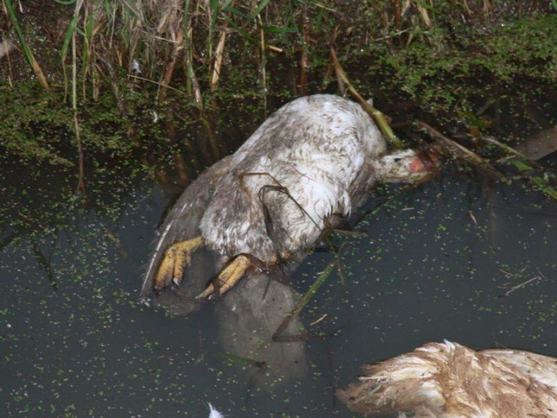 Pluimdieren_gedumpt_in_sloot_3