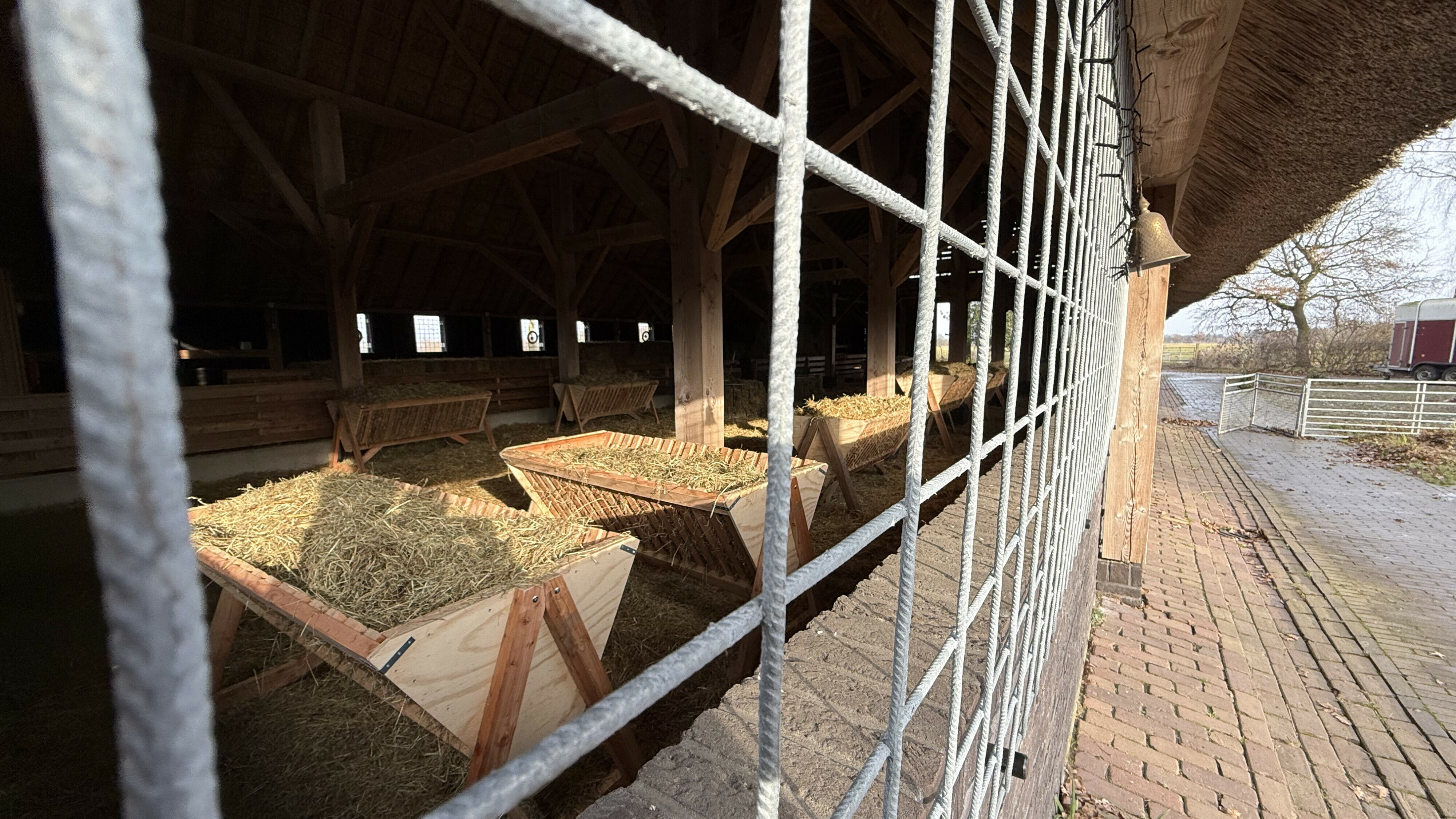 Wolf kansloos als hij schaapskudde Balloërveld wil aanvallen, kooi is wolfproof