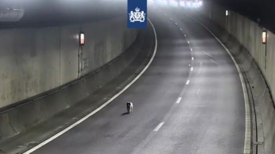 Loslopende hond houdt verkeer Drechttunnel op