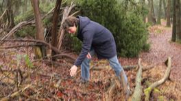 Op zoek naar sporen van insecten met Diliana Welink