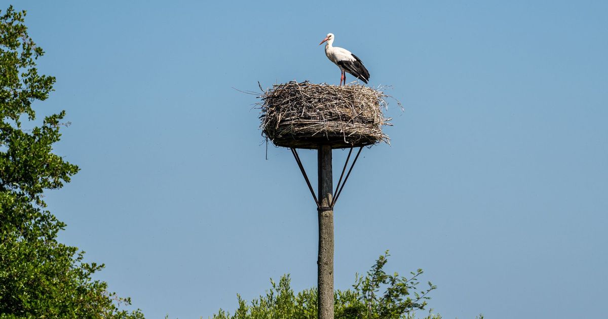 'Menselijke' nesten voor ooievaars: hoe belangrijk zijn ze?