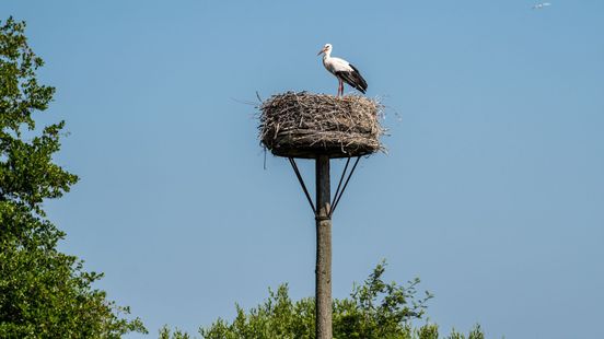 'Menselijke' nesten voor ooievaars: hoe belangrijk zijn ze?