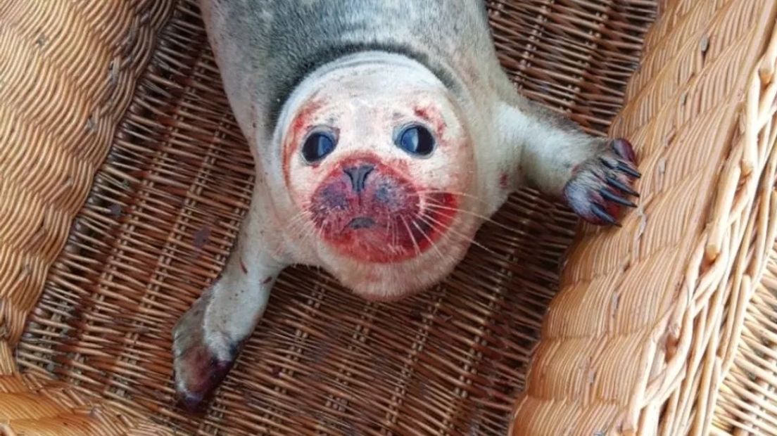 Deze gewonde zeehond hoest bloed door longwormen