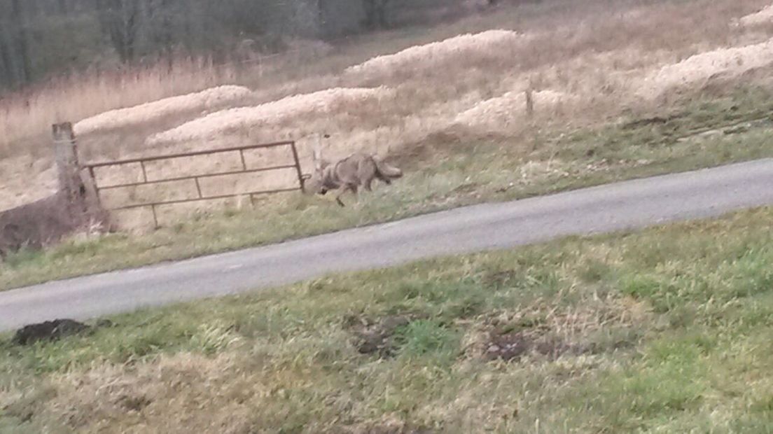 De wolf die in Drenthe werd gespot (Rechten: Jan van der Aa)