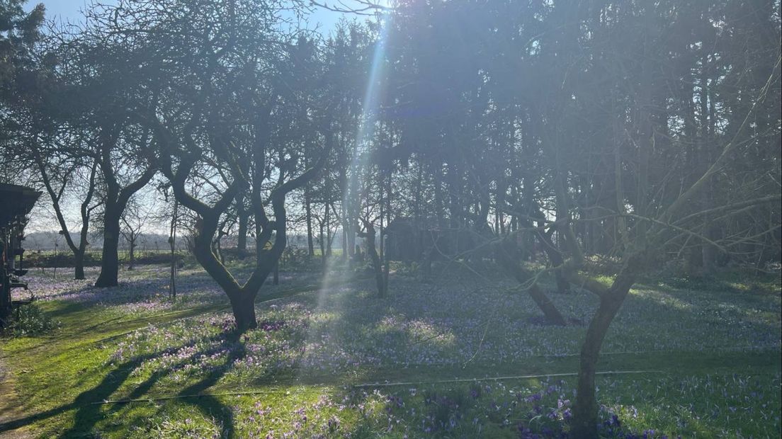 De tuin van Tinus en Anna Scheltens