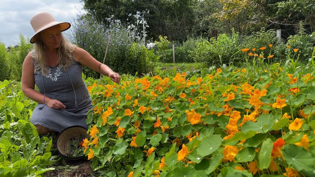 Deze kruiden plant je in september.