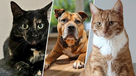 'Luna' en 'Nala' zijn de populairste namen voor honden en katten in Fryslân; dit is de top-10 Nieuws