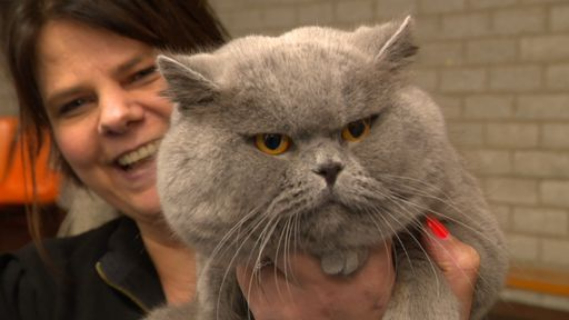 Marum even kattenhoofdstad tijdens internationale tentoonstelling