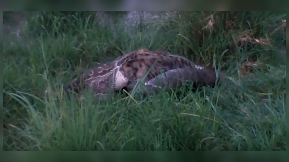 De slang yt de hyena op, filme yn Kenia troch de Ljouwerter Jos Bakker