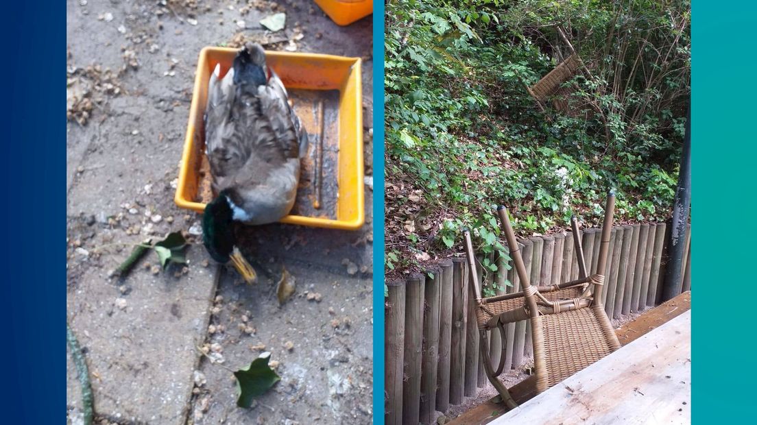 Eenden mishandeld en tuinmeubilair vernield op Deventer Vogeleiland