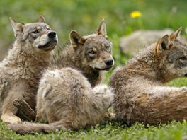 Onderzoek: ruimte voor tientallen wolvenroedels in Nederland, mogelijk ook in Overijssel