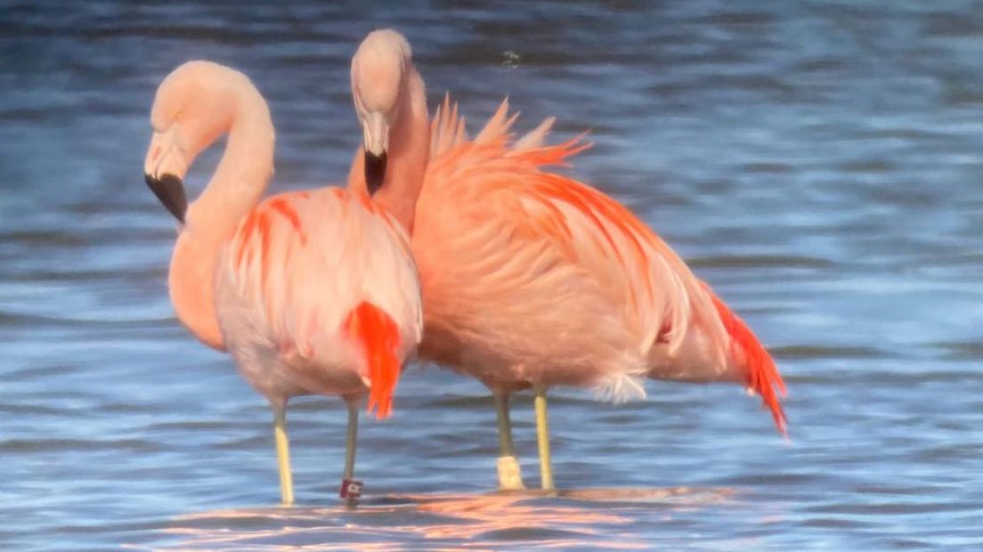 Flamingo's in Drempt.
