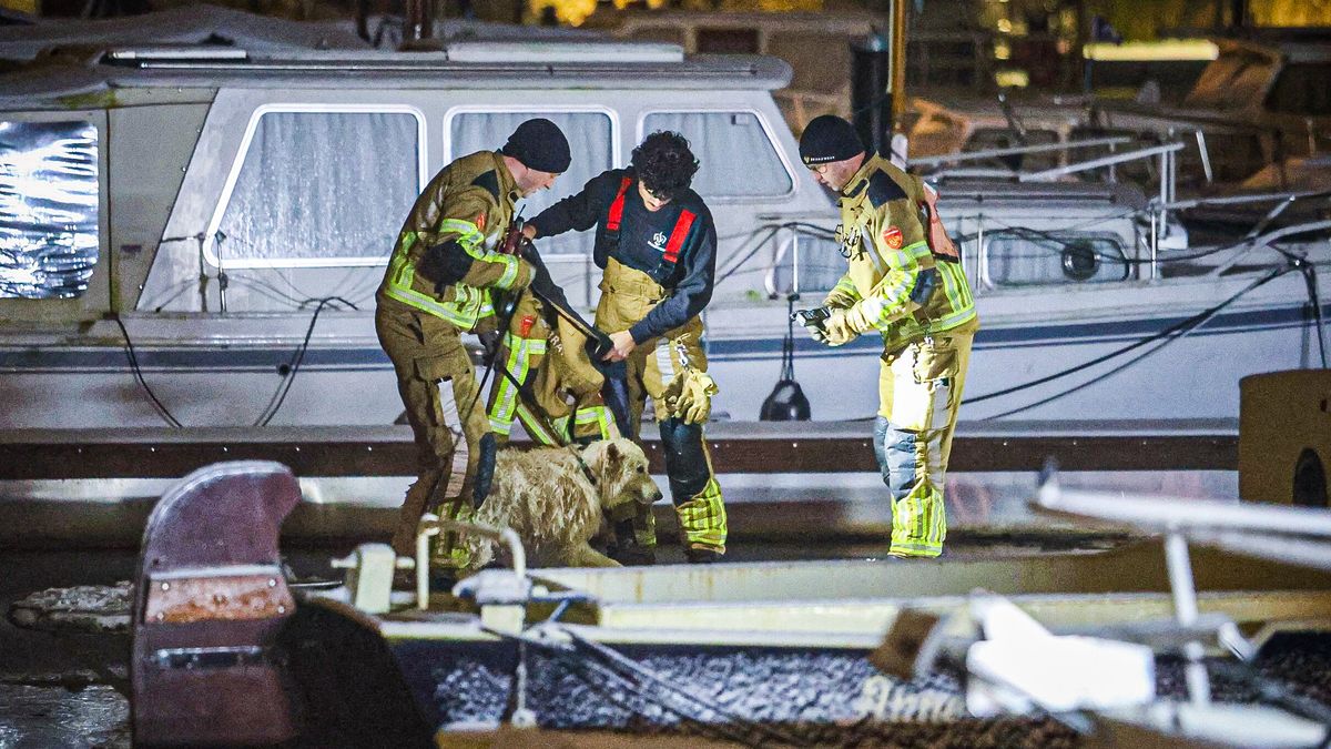 Brandweer redt hond uit water in Drachten | Meerdere auto's van de weg door sneeuwval