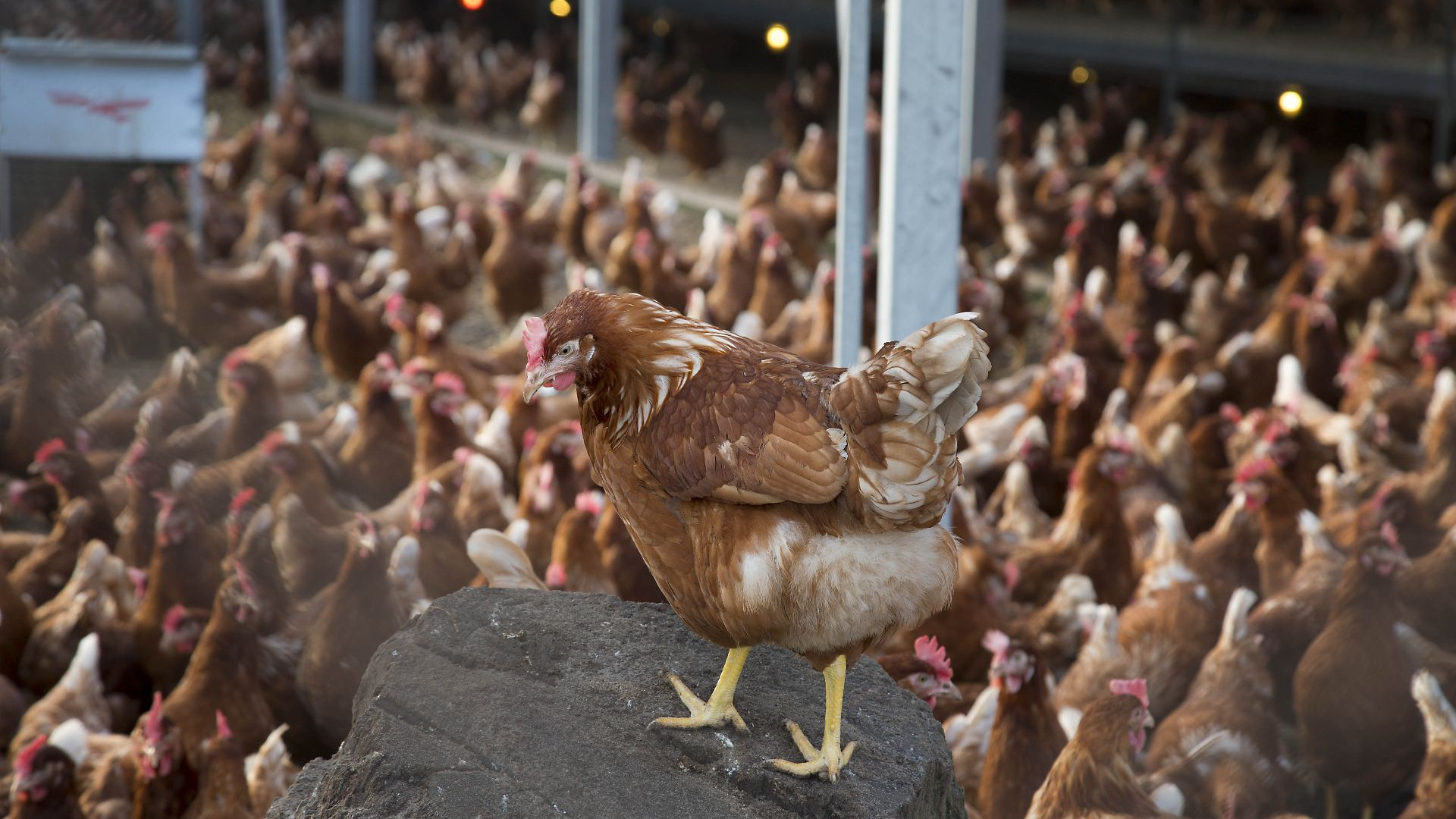 Vogelgriep Uitgebroken In Putten, 23.000 Kippen Geruimd - Omroep Gelderland