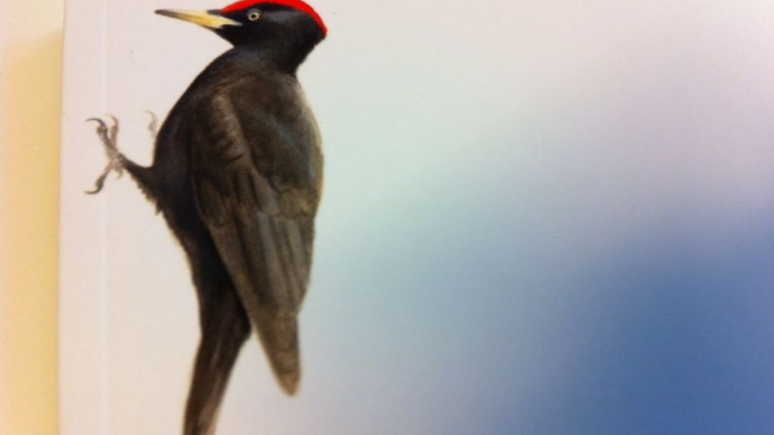 Waarom krijgt een specht geen koppijn