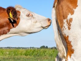 Tweede Kamer in debat over strontcrisis: een bom onder de Friese melkveehouderij
