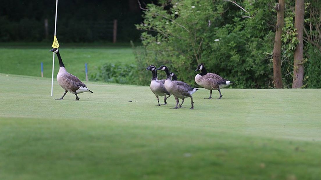 Groep Canadese ganzen op een golfbaan