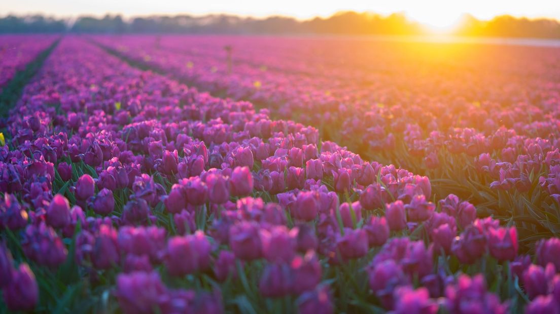 Tulpen in veld-3