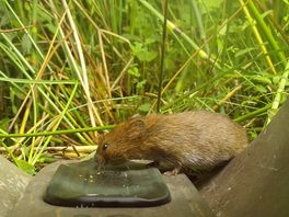 Onderzoek naar muizen: 'Ze zijn de motor van de natuur'
