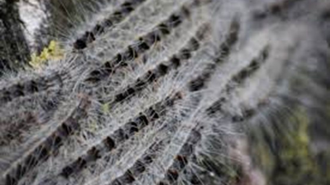 Kan de eikenprocessierups ook bestreden worden met natuurlijke vijanden? De rups met de haren die ernstige jeuk veroorzaken is een plaag aan het worden. Momenteel wordt het diertje bestreden door de nesten één voor één op te zuigen. Maar dat is bewerkelijk en dus doet de Vlinderstichting onderzoek naar een meer natuurlijke vorm van bestrijding. Op zes locaties, zoals bij Didam, is een proefveld aangelegd.