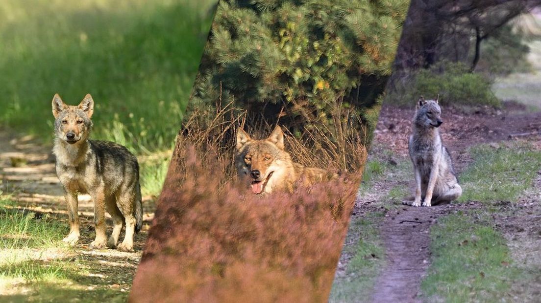 Een verzameling van de wolven die zijn vastgelegd door (amateur)fotografen.