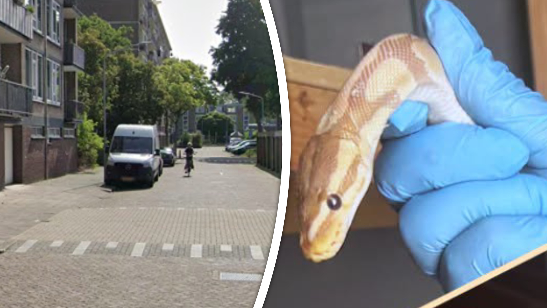 De slang werd gevonden in de Schipbeekstraat in Dordrecht.