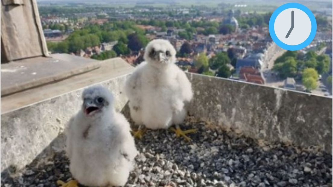 Goedemorgen! Drukke avond in Kapelle en slechtvalken hebben een naam