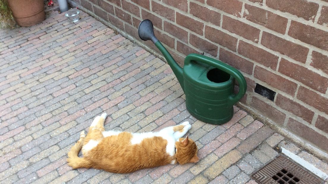 Ook deze kat moet even wennen aan de hitte.