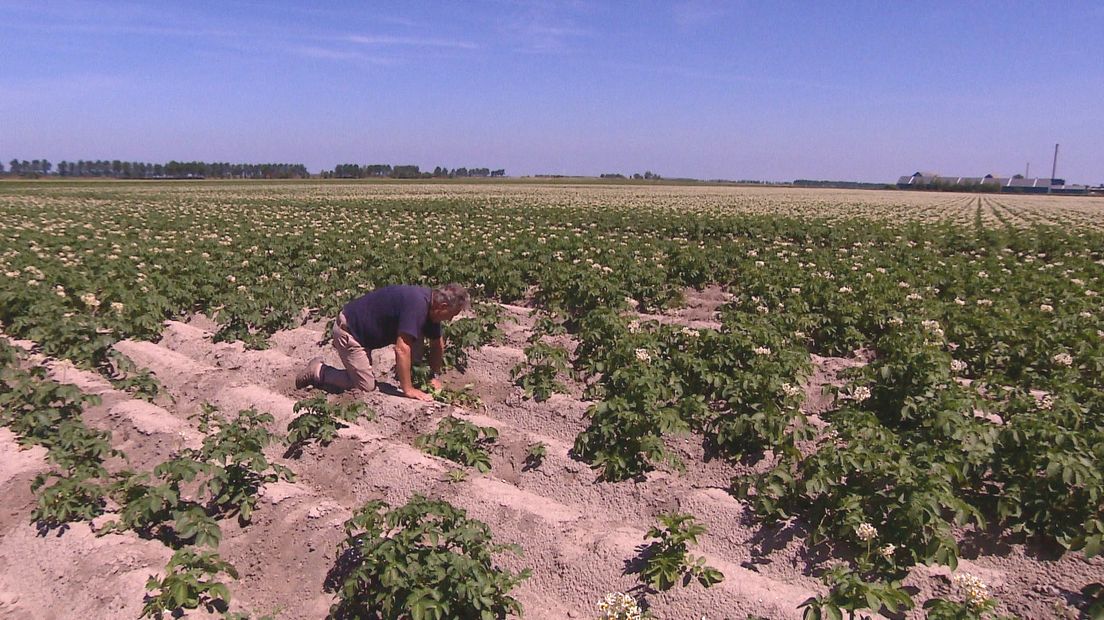 Boer in Kortgene bekijkt de schade aan zijn gewassen door de droogte