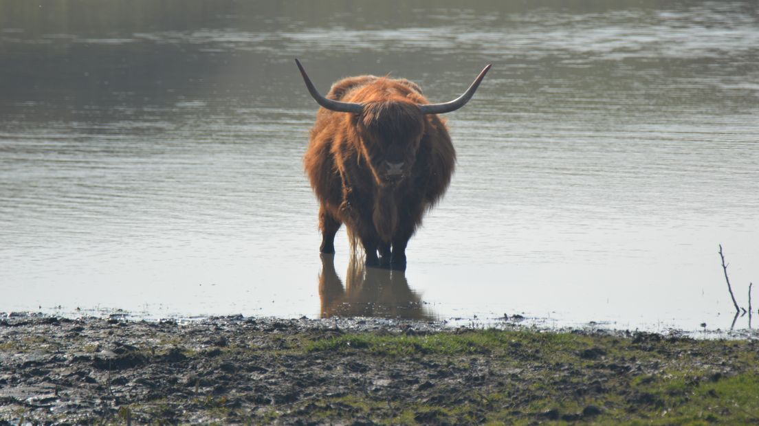 Stier in het water in de buurt van Vlissingen