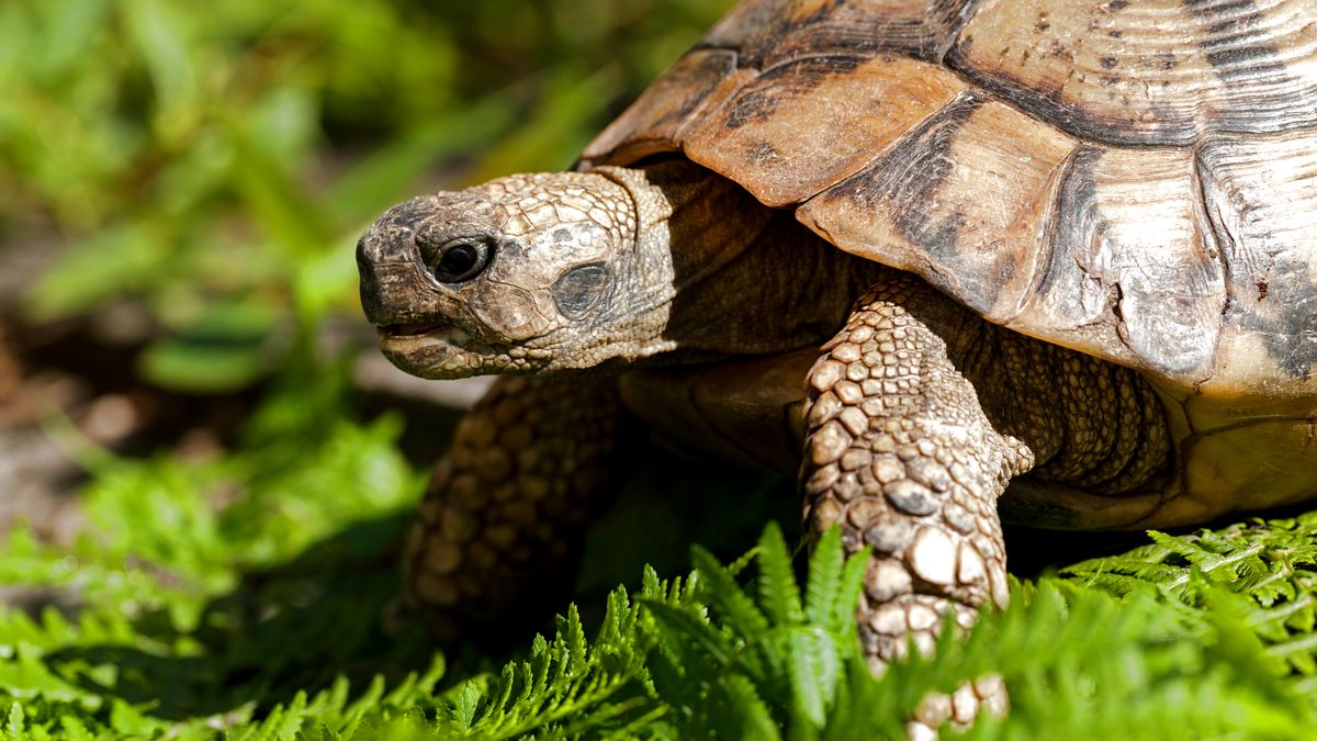 Eerste schildpaddenreservaat van Nederland komt waarschijnlijk in Fryslân: 