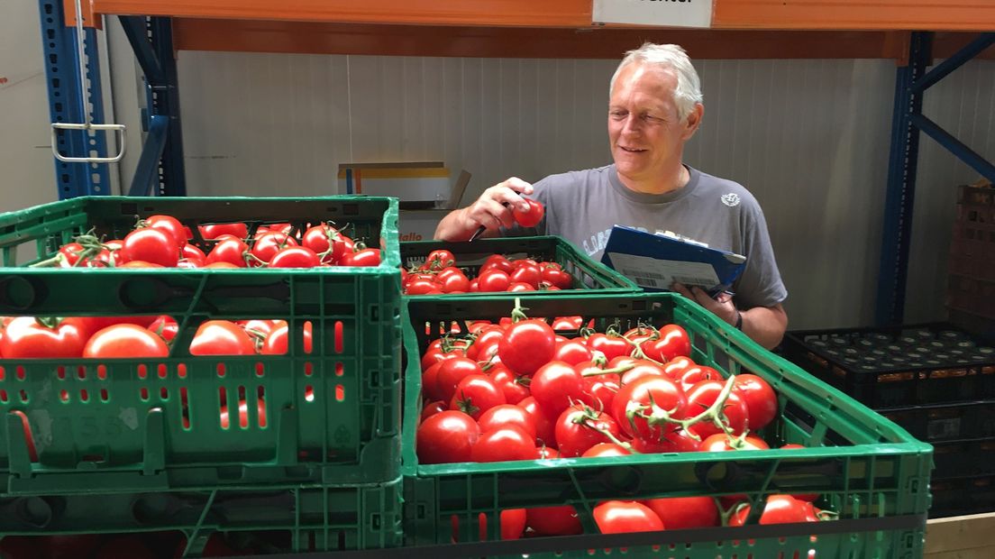 Elf ton tomaten voor de voedselbanken in Overijssel