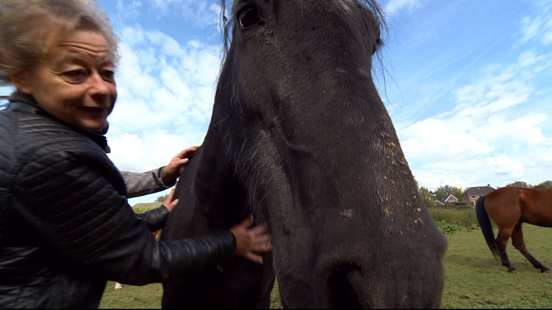 Moeten deze paarden naar het slachthuis?