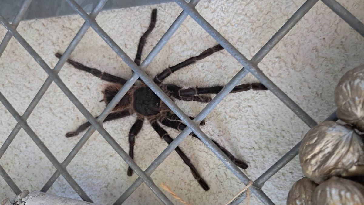 Vrouw vindt vogelspin van 20 centimeter in achtertuin in Oldenzaal