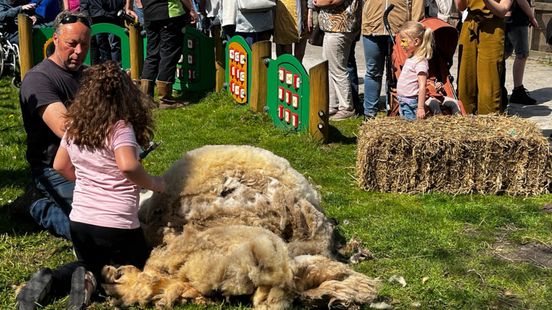 Kinderen genieten van schapenscheren in Winschoten
