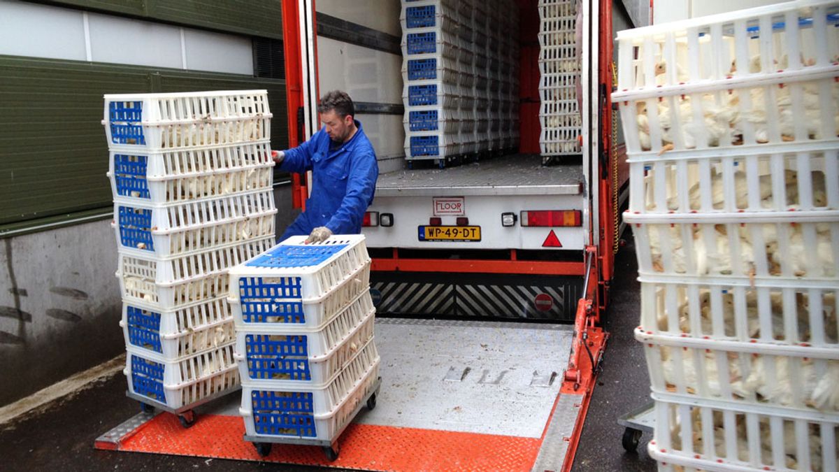 Voorwaardelijke boete voor vogelgriepboer Hekendorp