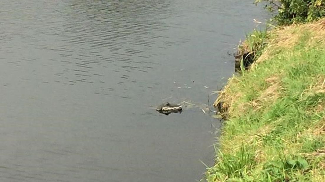 De alligator zorgde voor de nodige ophef in Kampen