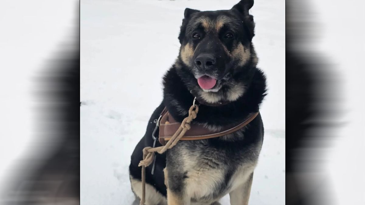 Hond gestolen, wie weet waar Bumper nu is?