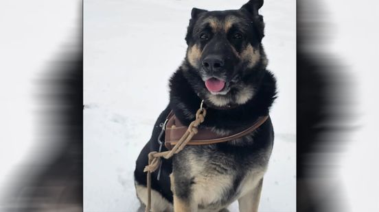 Hond gestolen, wie weet waar Bumper nu is? Home