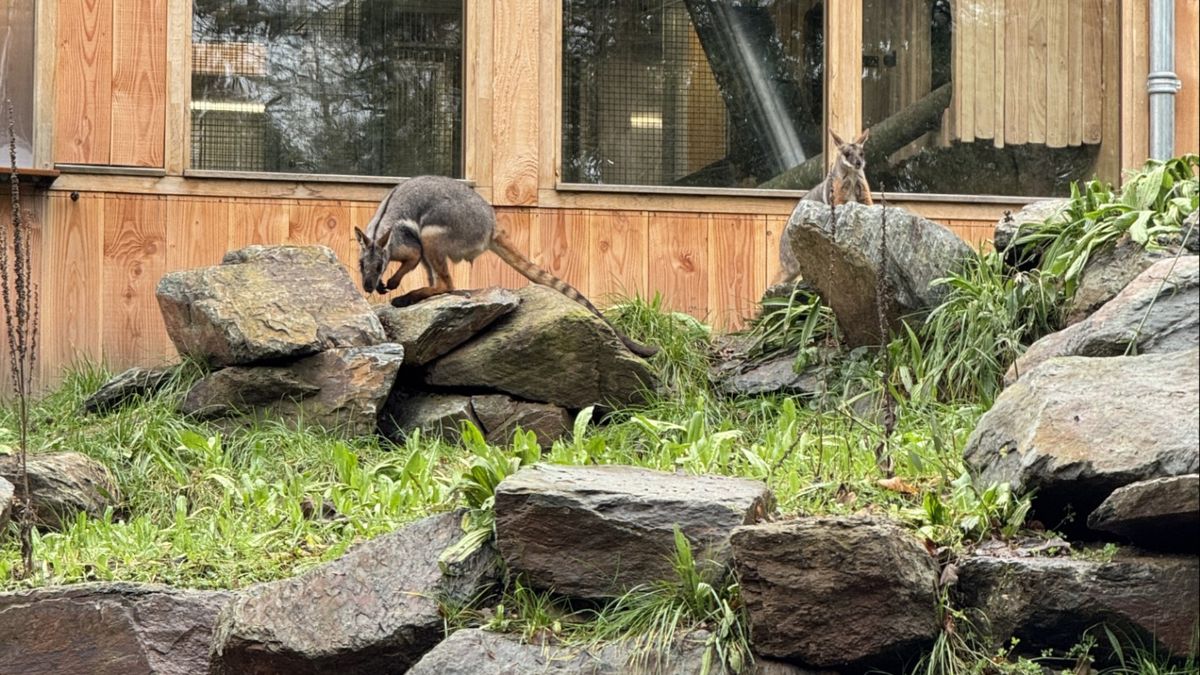 Bedreigde rotswallabies wagen zich naar buiten in Kerkrade