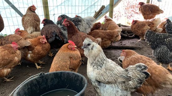 Kippenboeren roepen hobbyboeren dringend op hun pluimvee af te schermen Nieuws